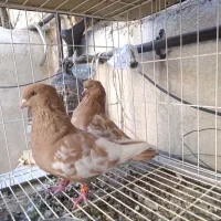 کفتر سینه زرد