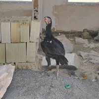 خروس لاری
