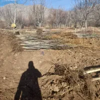 نهال تظمینی گردو|خدمات باغبانی و درختکاری|مشهد, انقلاب|دیوار