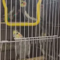 عروس هلندی ...|پرنده|مشهد, فرخد|دیوار