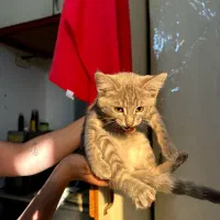 گربه نژاددار