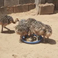 جوجه شترمرغ