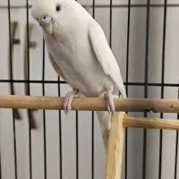 مرغ عشق نر و ماده و جوجه