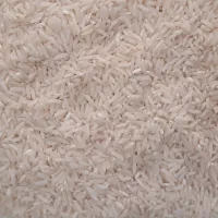 طارم هاشمی شمال