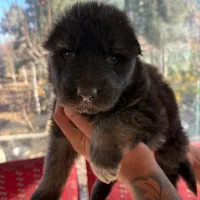 توله سگ ژرمن