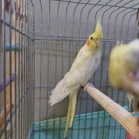 عروس هلندی ۹ ماهه نر و ماده|پرنده|تهران, علم و صنعت|دیوار