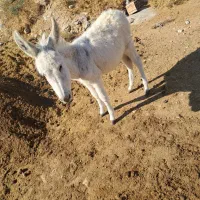 نره خر|حیوانات مزرعه|شیروان (خراسان), |دیوار