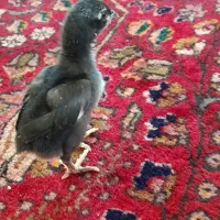 جوجه لاری اوشامو