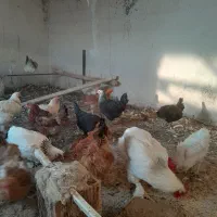 مرغ و خروس برهما و فریح محلی|حیوانات مزرعه|شبستر, |دیوار