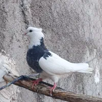 کفترطوقی ماده مست مست