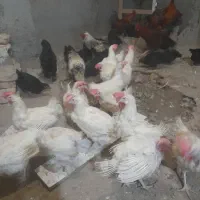فروش خروس ومرغ|حیوانات مزرعه|مشهد, کشف|دیوار