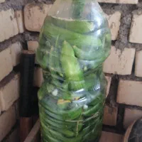 خیار شور تازه ترد