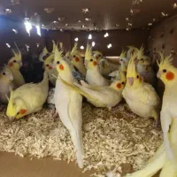 بار جدید 900 جفت جوجه شاه طوطی اروپائی وعروس هلندی