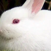 دوعدد خرگوش نر ماده