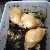 حلزون مولد۳۰۰تومن