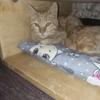 واگذاری رایگان گربه|گربه|کرمانشاه, |دیوار