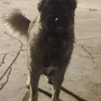 سگ‌ قفقازی