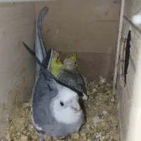 عروس هلندی مولد باجوجه