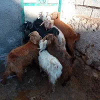 ۸چپیش نر وماده برای فروشی وزن روی هم۱۵ کیلو|حیوانات مزرعه|اردبیل, |دیوار