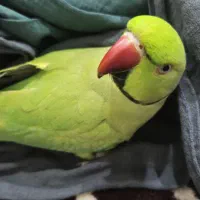 سرلاک جیرلاک پرنده