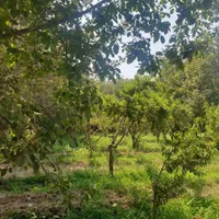 باغ باغچه