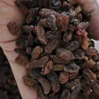 کشمش کاشمر. درگز و خرمامستقیم از تولیدکننده|عمده‌فروشی|مشهد, شهرک بهارستان|دیوار