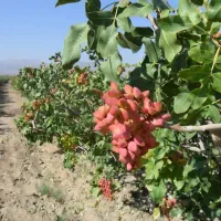 زمین-کشاورزی-زیر-قیمت