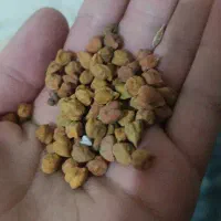 نخود برای بزر