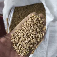 گندم|خوردنی و آشامیدنی|مرودشت, پشت سایپا|دیوار