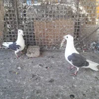 کفتر فروشی|پرنده|بیرجند, |دیوار