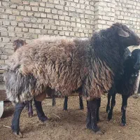 قوچ دو ساله هترو و بره ماده