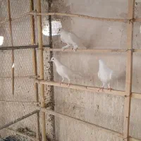 کفتر|پرنده|قم, چهار مردان|دیوار