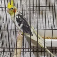 طوطی عروس ابلغ نر|پرنده|رشت, قاسمیه|دیوار