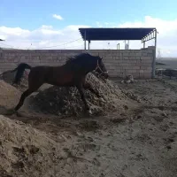 کره مادیان|اسب و تجهیزات اسب‌سواری|سبزوار, قصبه شرقی|دیوار