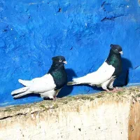 کله سیاه نروماده چشم نوک سفید