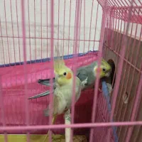 جفت عروس هلندی