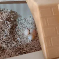 فنچ گلدین|پرنده|دلیجان, |دیوار