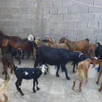 باسلام فروش چند بزو کهره داشتی|حیوانات مزرعه|بندر گناوه, |دیوار