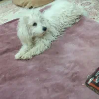 سک خانگ ترید|سگ|پاکدشت, حصار امیر|دیوار