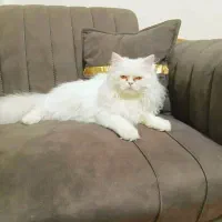 گربه پرشین|گربه|خمینی‌شهر, |دیوار