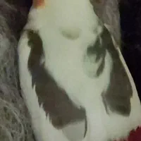 عروس هلندی دو ماهه