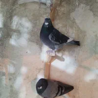 کفتر|پرنده|سپیدان, |دیوار