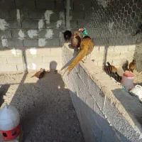 مرغ و خروس آمریکایی (قر .فا. و ل)