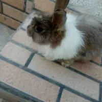 خرگوش ماده فروشی بلوار شاهنامه