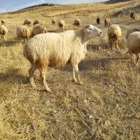 قوچ ناب فومن|حیوانات مزرعه|ارشق, |دیوار