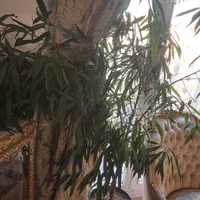 درختچه اپارتمانی و حیاطی|گل و گیاه طبیعی|تهران, پاسداران|دیوار