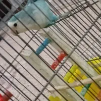 طوطی برزیلی