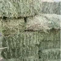 یونجه شلیف شده