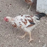 نیمچه خروس گلین|حیوانات مزرعه|پاکدشت, حصار امیر|دیوار