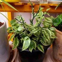 گلهای فروشی|گل و گیاه طبیعی|فردوس (خراسان), |دیوار